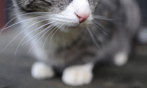 格林单骑破绿军！灰熊进攻狂潮席卷联盟，凯尔特人防线崩盘启示录